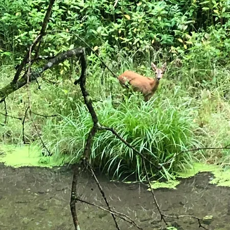 Urbane Remise Apartament