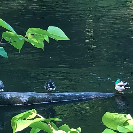 Apartament Urbane Remise