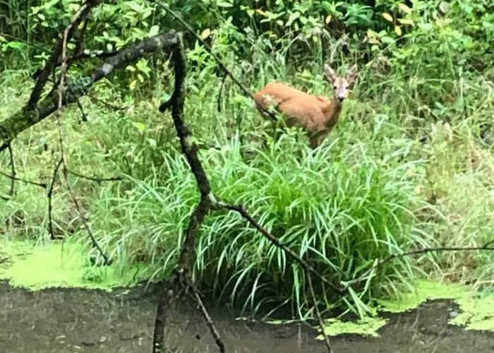 Urbane Remise Apartament