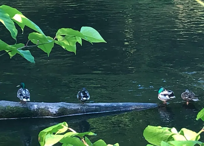 Apartament Urbane Remise